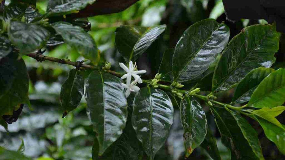 Coffea arabica - kvetení