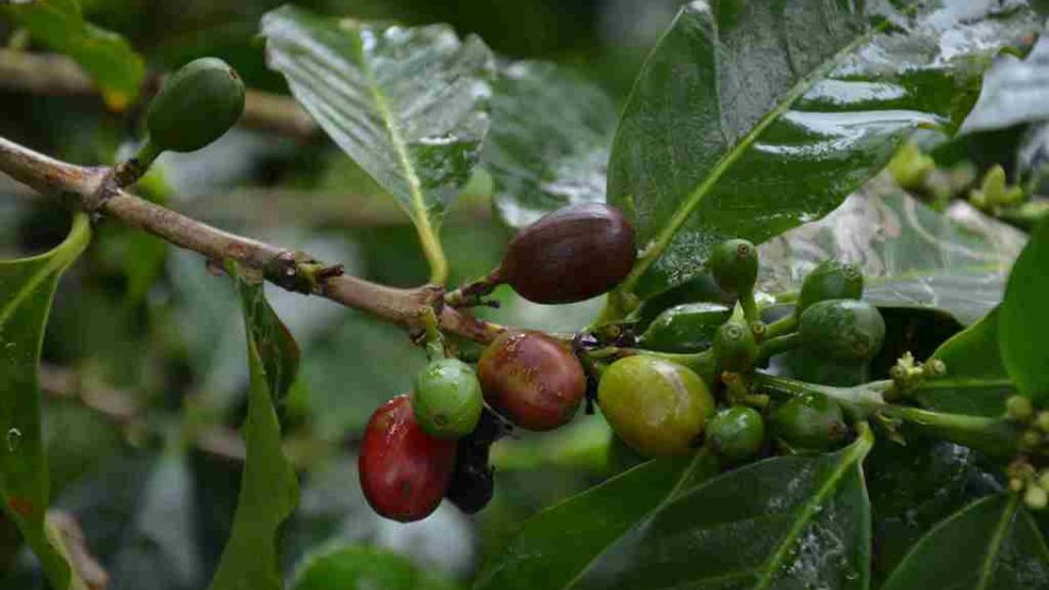 Coffea arabica - zrající plody