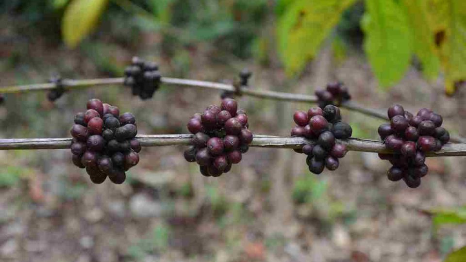 Coffea canephora, varianta robusta