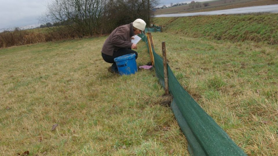 Přírodovědkyně  Petra Zíková při evidenci zachráněných obojživelníků