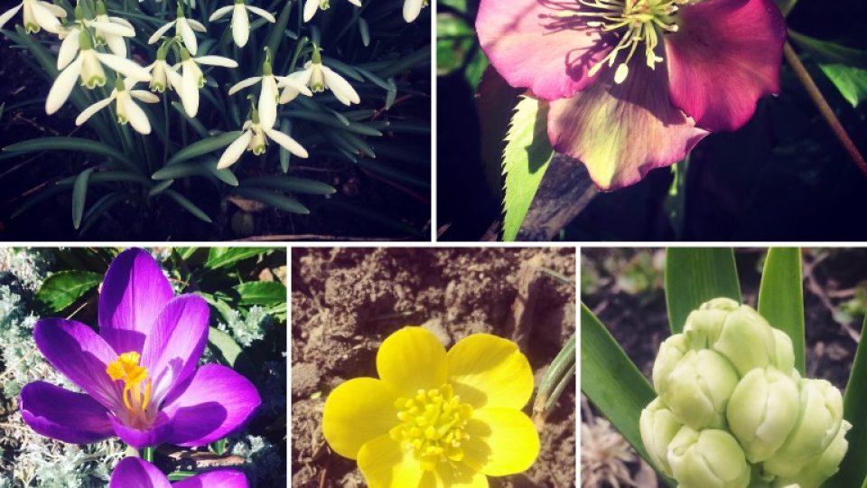 Snímek z fotografické soutěže pořadu Zelené světy - téma První jarní květy. Zaslala Marie Chromá