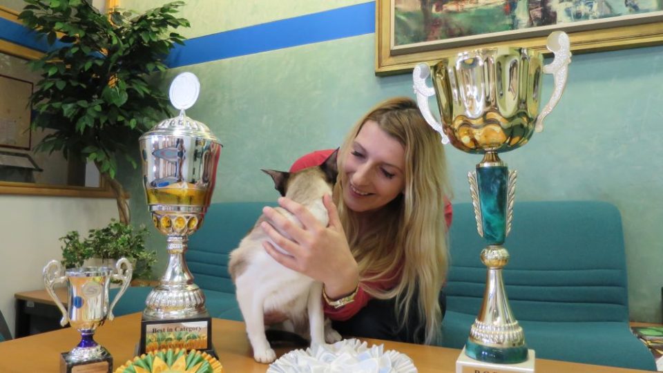 Bára Bartoňová - Jaké kočky jsou v módě? Jak vypadá příprava kočičího šampiona na mezinárodní výstavu International CAT SHOW 2017