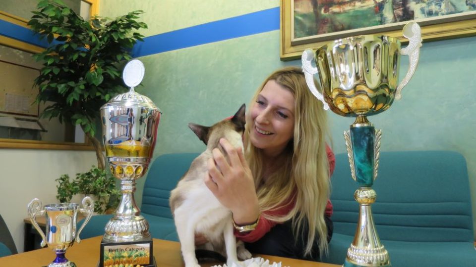 Bára Bartoňová - Jaké kočky jsou v módě? Jak vypadá příprava kočičího šampiona na mezinárodní výstavu International CAT SHOW 2017