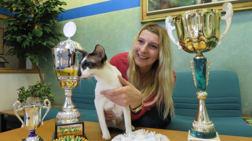 Bára Bartoňová - Jaké kočky jsou v módě? Jak vypadá příprava kočičího šampiona na mezinárodní výstavu International CAT SHOW 2017