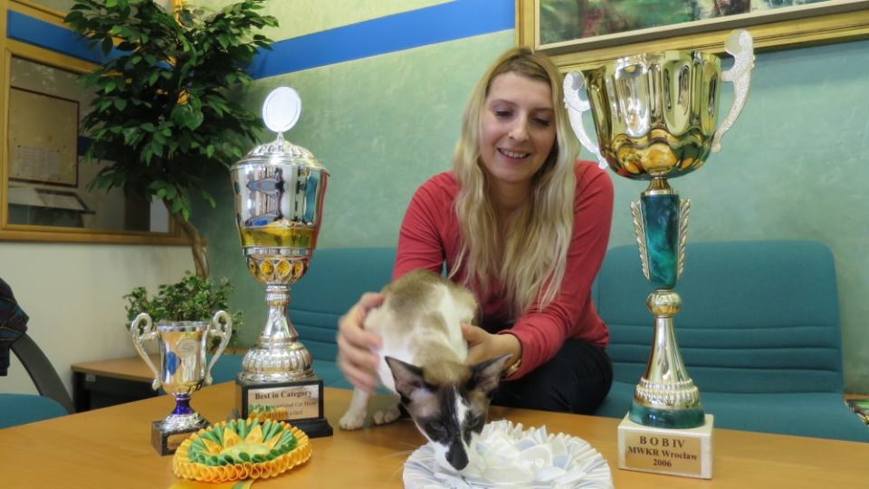 Bára Bartoňová - Jaké kočky jsou v módě? Jak vypadá příprava kočičího šampiona na mezinárodní výstavu International CAT SHOW 2017