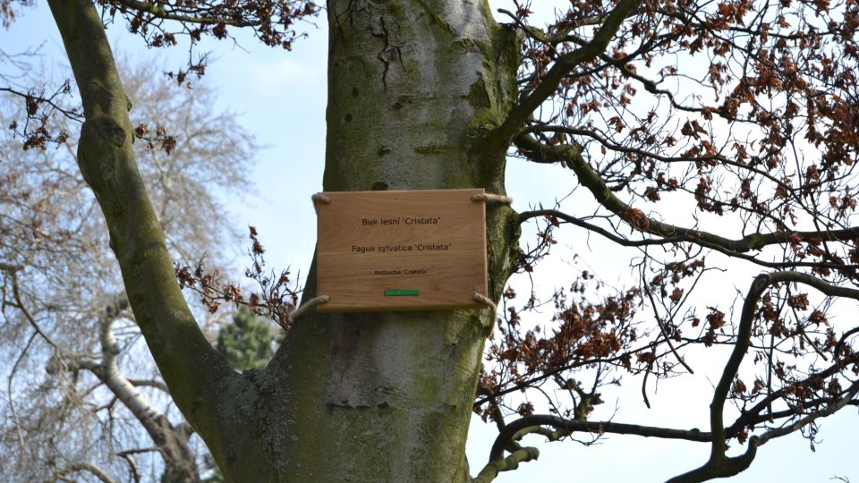 Označníky dostalo 47 nejvzácnějších stromů