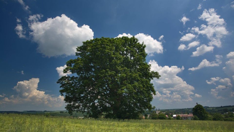 Strom rodáků. Tento javor sehrál důležitou roli ve filmu Všichni dobří rodáci