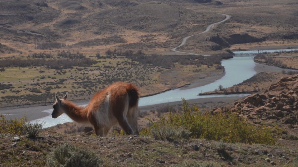 Lama pasoucí se v parku Torres del Paine