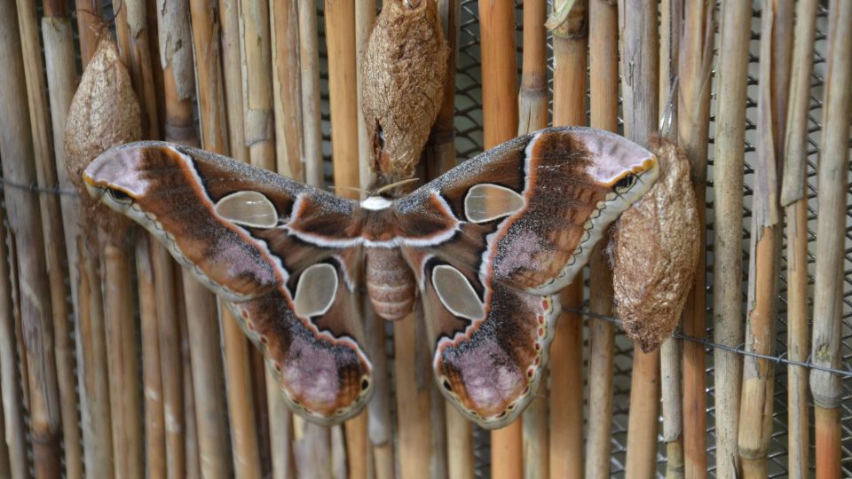 Attacus atlas, samička martináče má rozpětí křídel až 30 cm