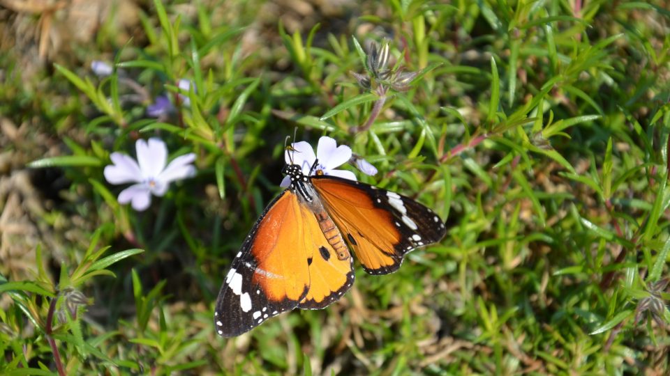 Číst motýlů uletí ze skleníku do venkovních expozic