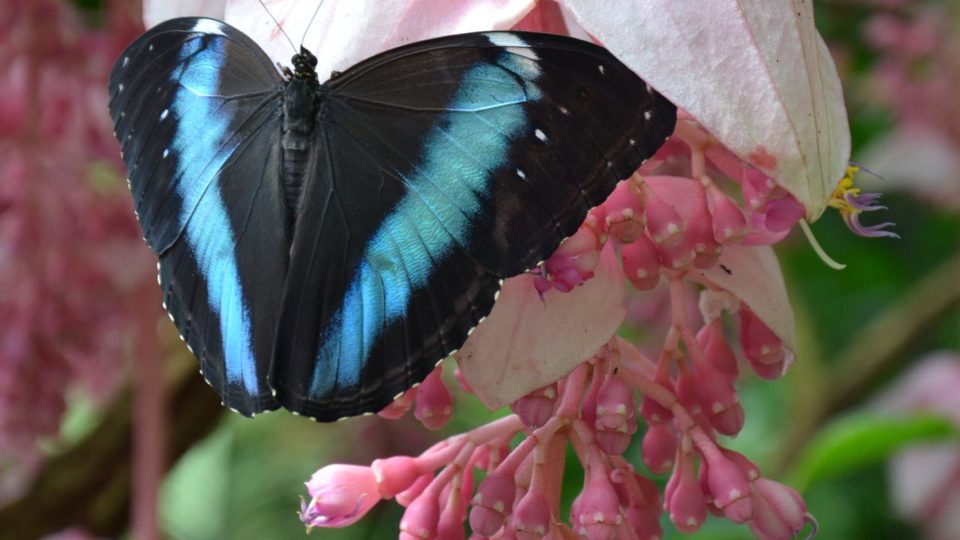 Různobarevní motýli usedají na rostliny ve skleníku