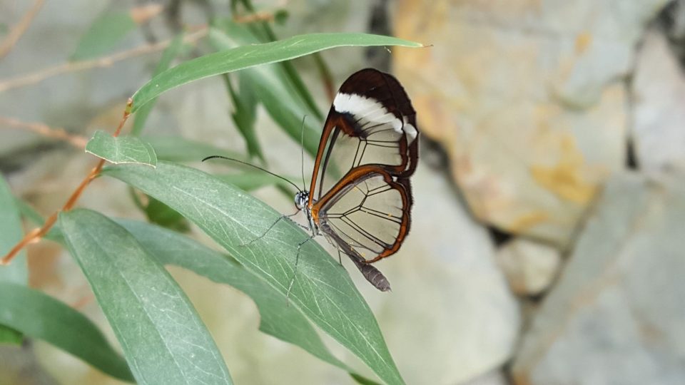 Takzvaný skleněný motýl