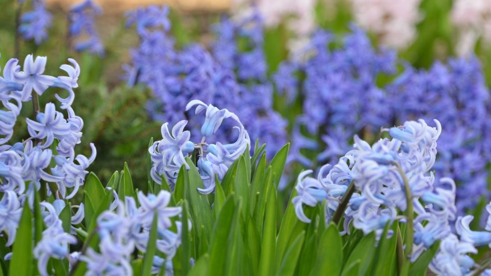 Botanická zahrada v Praze zve i do venkovních expozic například na hyacinty