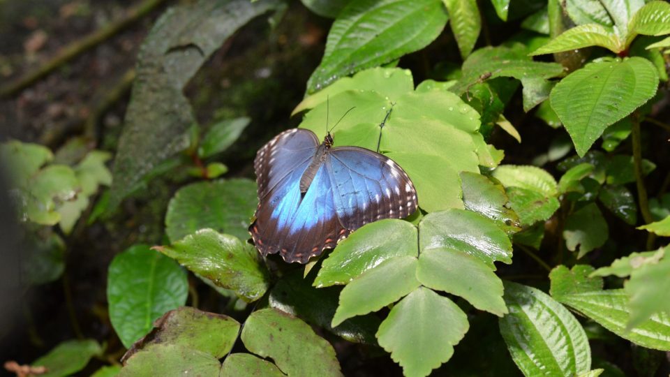 Výstava exotických motýlů potrvá až do 28. května
