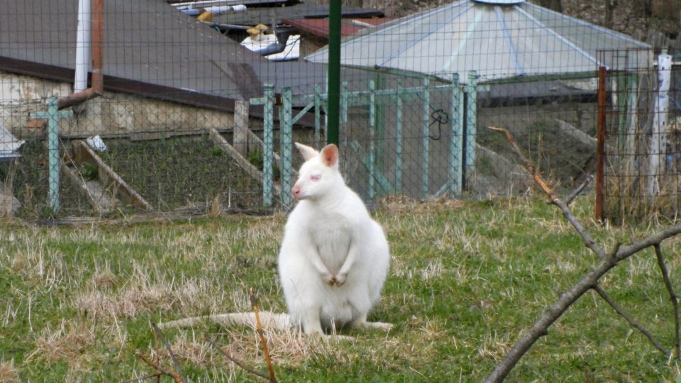 Klokan v soukromé ZOO v Hruškové na Sokolovsku