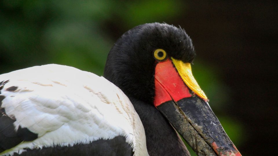 Čápi sedlatí v ZOO Dvůr Králové nad Labem