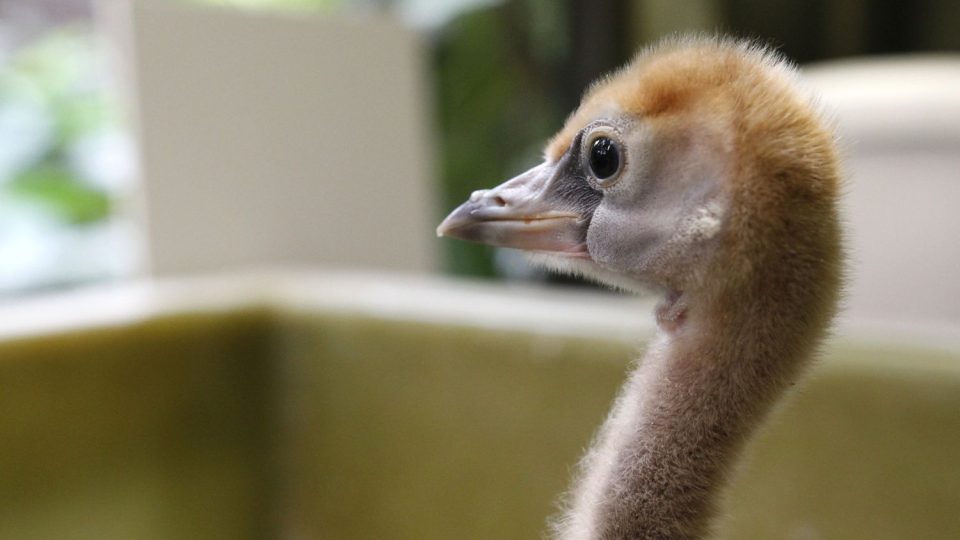 Mláďata jeřábů v ZOO Dvůr Králové nad Labem