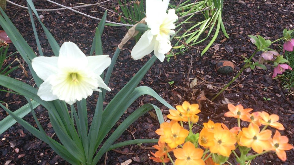 Narcis je vděčná cibulovina vysazená na záhoně, snědek je na pěstování náročnější