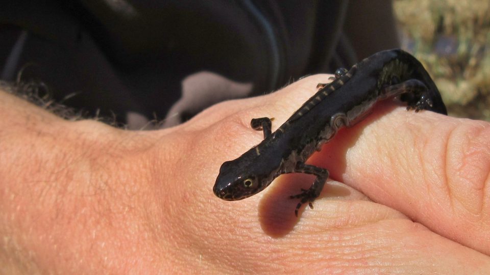 Čolek velký vypadá jako hrozivý ještěr nebo drak