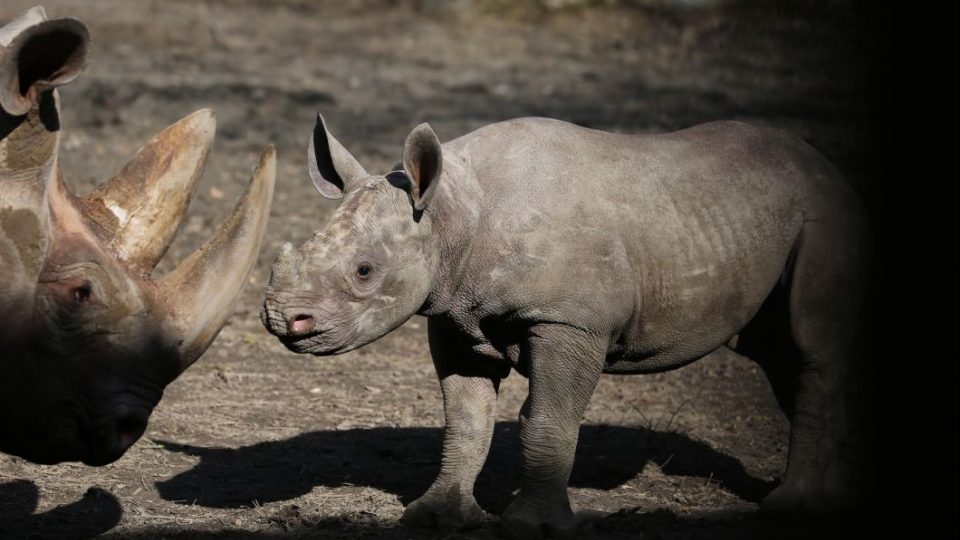 Statečná, ve svahilštině Jasiri Perla, tak zní nové jméno mláděte nosorožce v ZOO Dvůr Králové