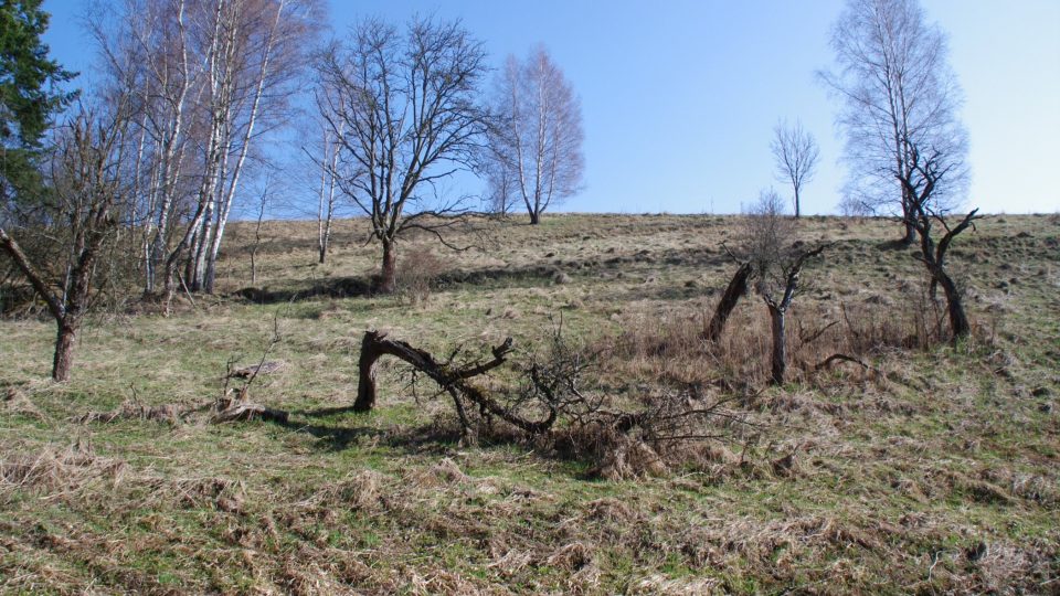 Staré ovocné stromy prozrazují, že tady kdysi byl ve Valbeřicích sad