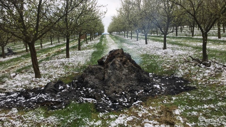 Ovocné stromy již začaly kvést, přišel ale sníh a mráz, který ohrožuje úrodu. Ovocnáři proto v sadech zapalují balíky slámy, aby tu alespoň trochu zvýšili teplotu