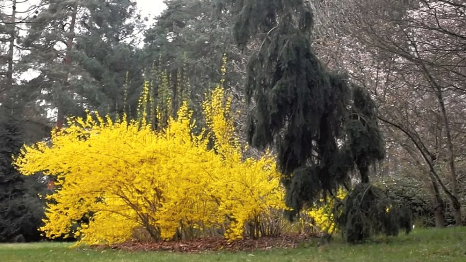 Procházka rozkvetlým arboretem v Novém Dvoře