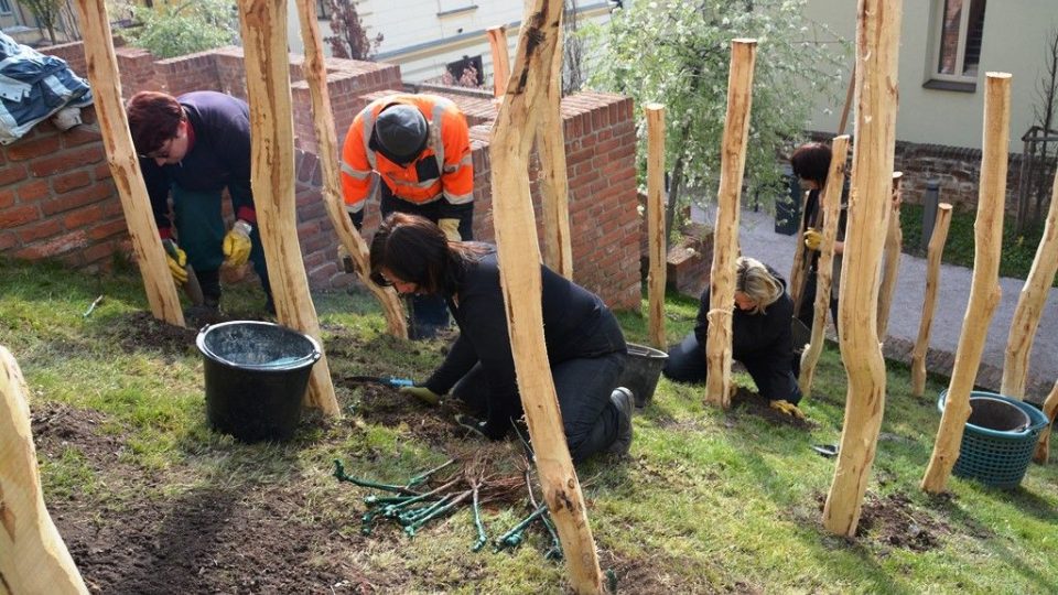 Rulandské modré ozdobí královéhradecké jižní terasy