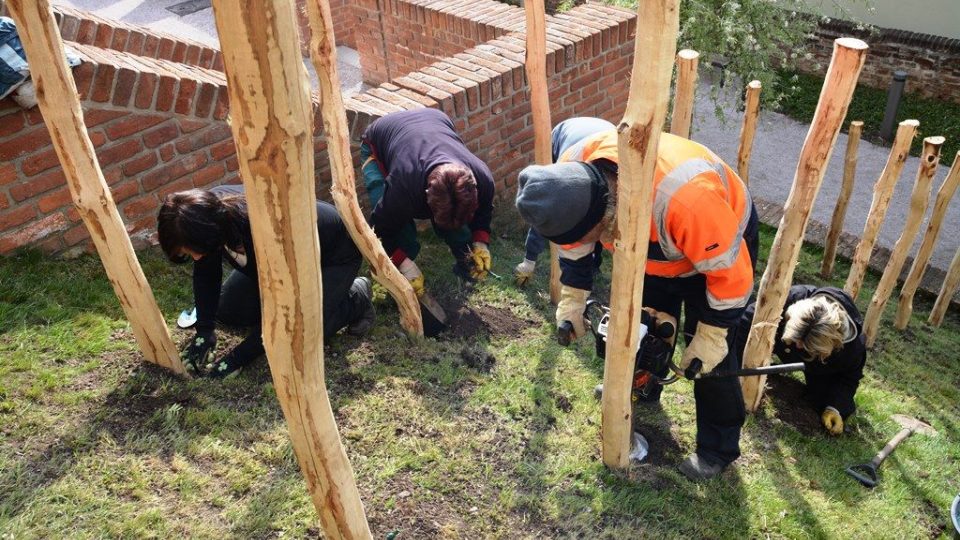 Rulandské modré ozdobí královéhradecké jižní terasy