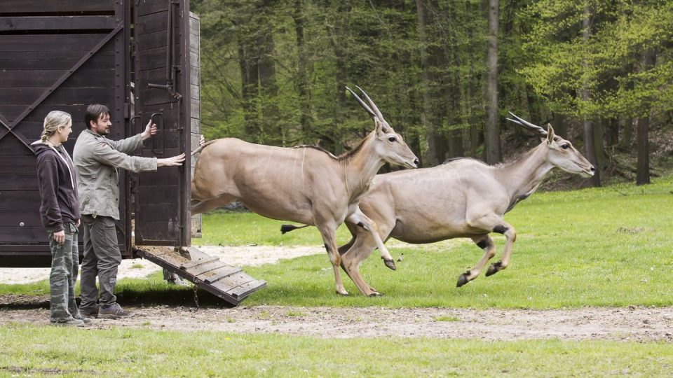 Vypouštění zvířat v ZOO Dvůr Králové nad Labem