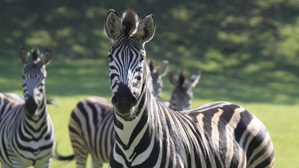 Zebry v safari ZOO Dvůr Králové nad Labem