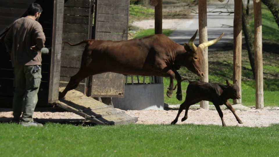 Vypouštění zvířat v ZOO Dvůr Králové nad Labem