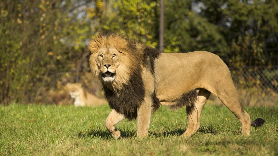 Lví safari v ZOO Dvůr Králové nad Labem