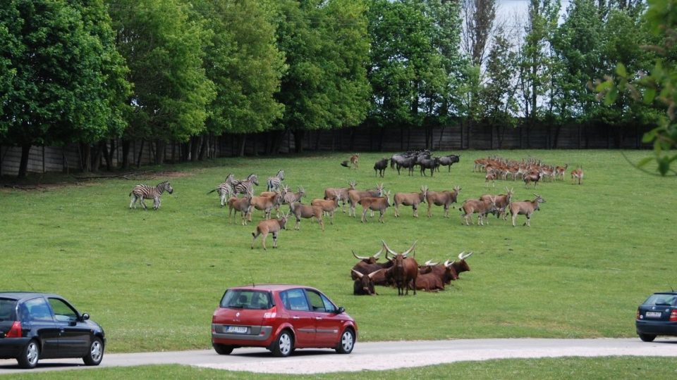 Safari v ZOO Dvůr Králové nad Labem