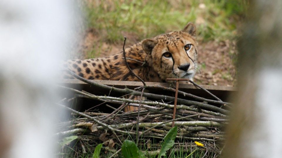 Česko - francouzská gepardí rodina se v ZOO Dvůr Králové nad Labem rozrostla o dvě mláďata