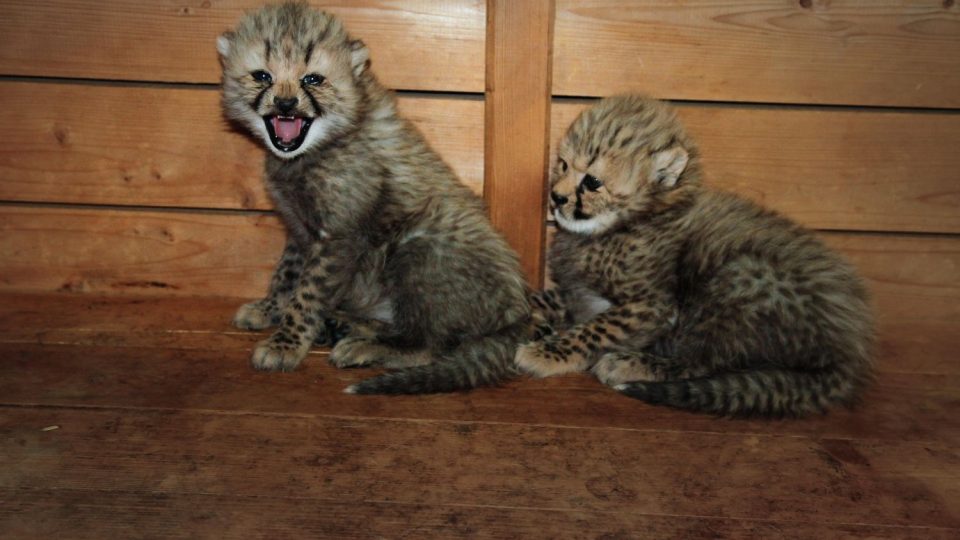 Česko - francouzská gepardí rodina se v ZOO Dvůr Králové nad Labem rozrostla o dvě mláďata
