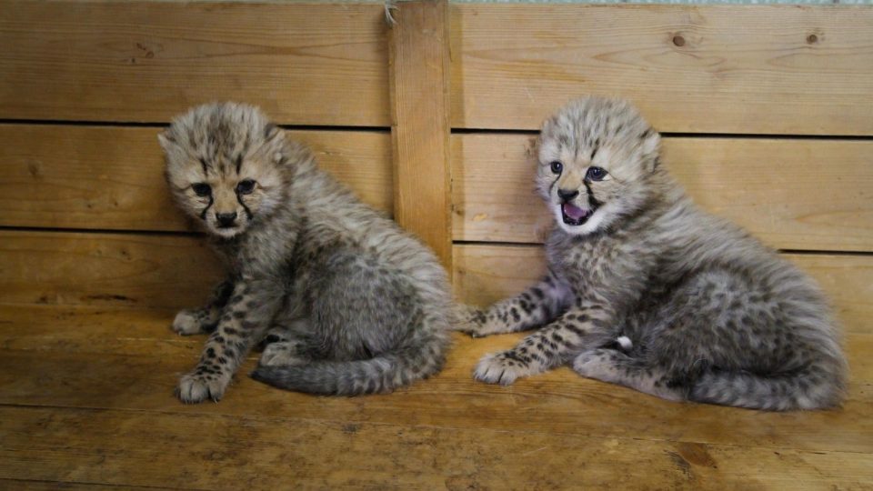 Česko - francouzská gepardí rodina se v ZOO Dvůr Králové nad Labem rozrostla o dvě mláďata