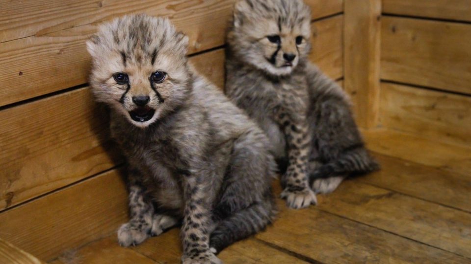 Česko - francouzská gepardí rodina se v ZOO Dvůr Králové nad Labem rozrostla o dvě mláďata