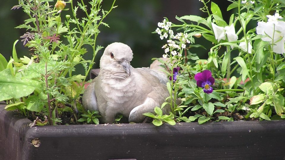 Snímek z fotografické soutěže pořadu Zelené světy - téma Květiny v květináči. Zaslala Martina Najdrová