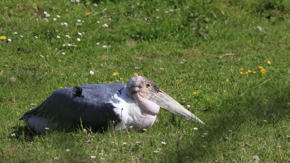 Královédvorská ZOO se chlubí mládětem vzácného čápa marabu
