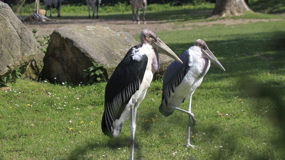 Královédvorská ZOO se chlubí mládětem vzácného čápa marabu