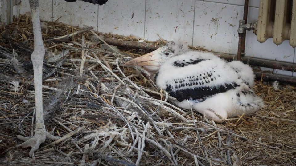 Královédvorská ZOO se chlubí mládětem vzácného čápa marabu