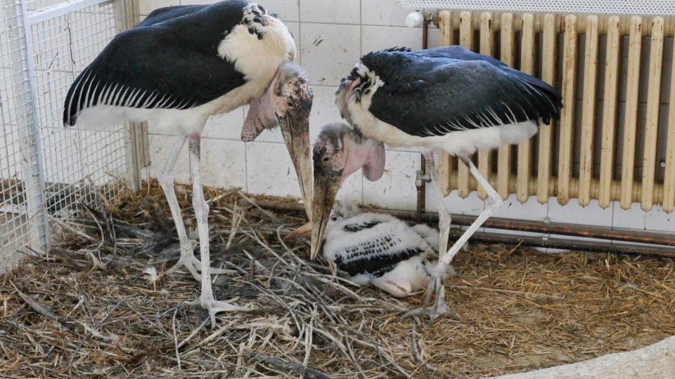 Královédvorská ZOO se chlubí mládětem vzácného čápa marabu