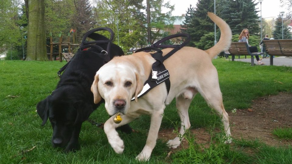 Jako vodicí psi se nejčastěji používají labradoři