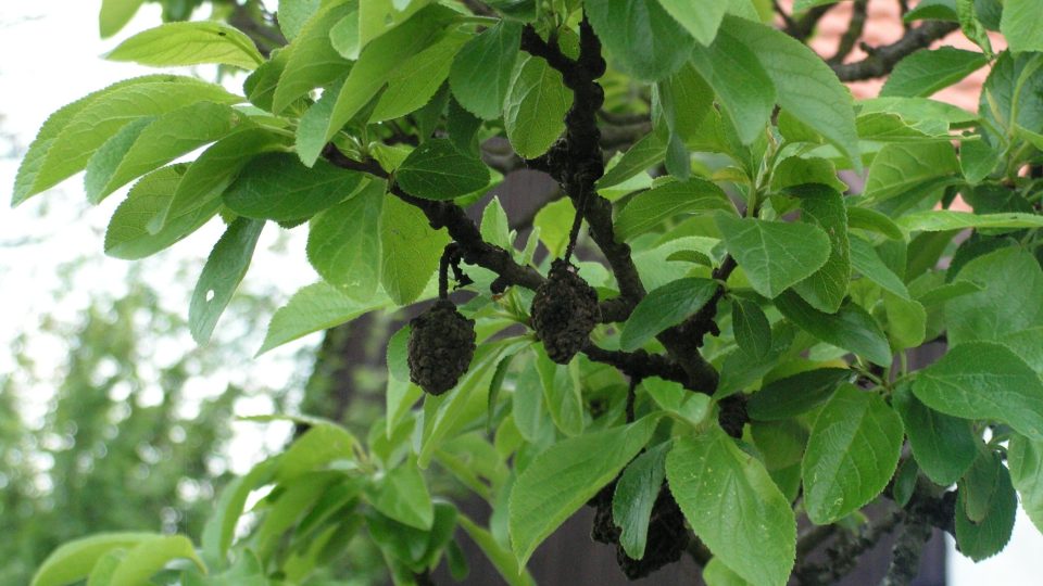 Slivoň - plody s moniliózou