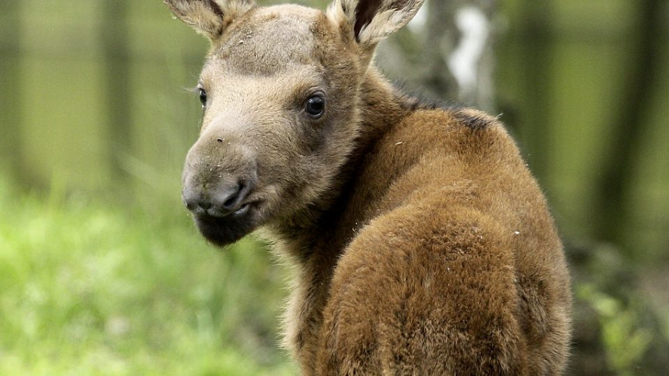 Mládě losa evropského v Podkrušnohorském zooparku