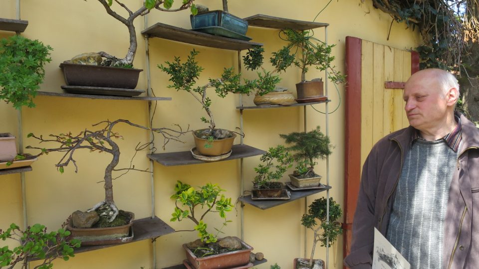 Josef Zackl sbírá nejen džínové knoflíky, ale také bonsaje