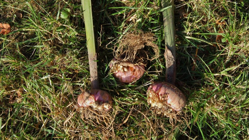 Gladioly (mečíky) po sklizni nechte oschnout. Potom zcela odstraňte stvol. Tam se schovává třásněnka. Na hlízách je vidět brut - maličké hlízky