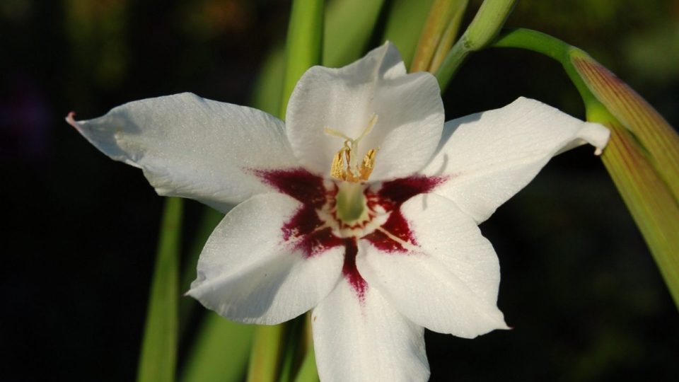 Habešský či vonný mečík (Acidanthera bicolor Murielle) se vysazuje ve stejnou dobu jako ty obyčejné