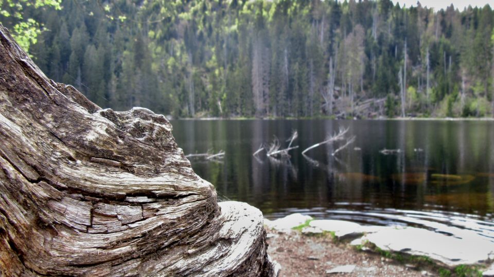 Ledovcem vytvořené Prášilské jezero